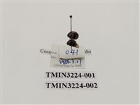 藏品(狹臀瓢蟲)的圖片